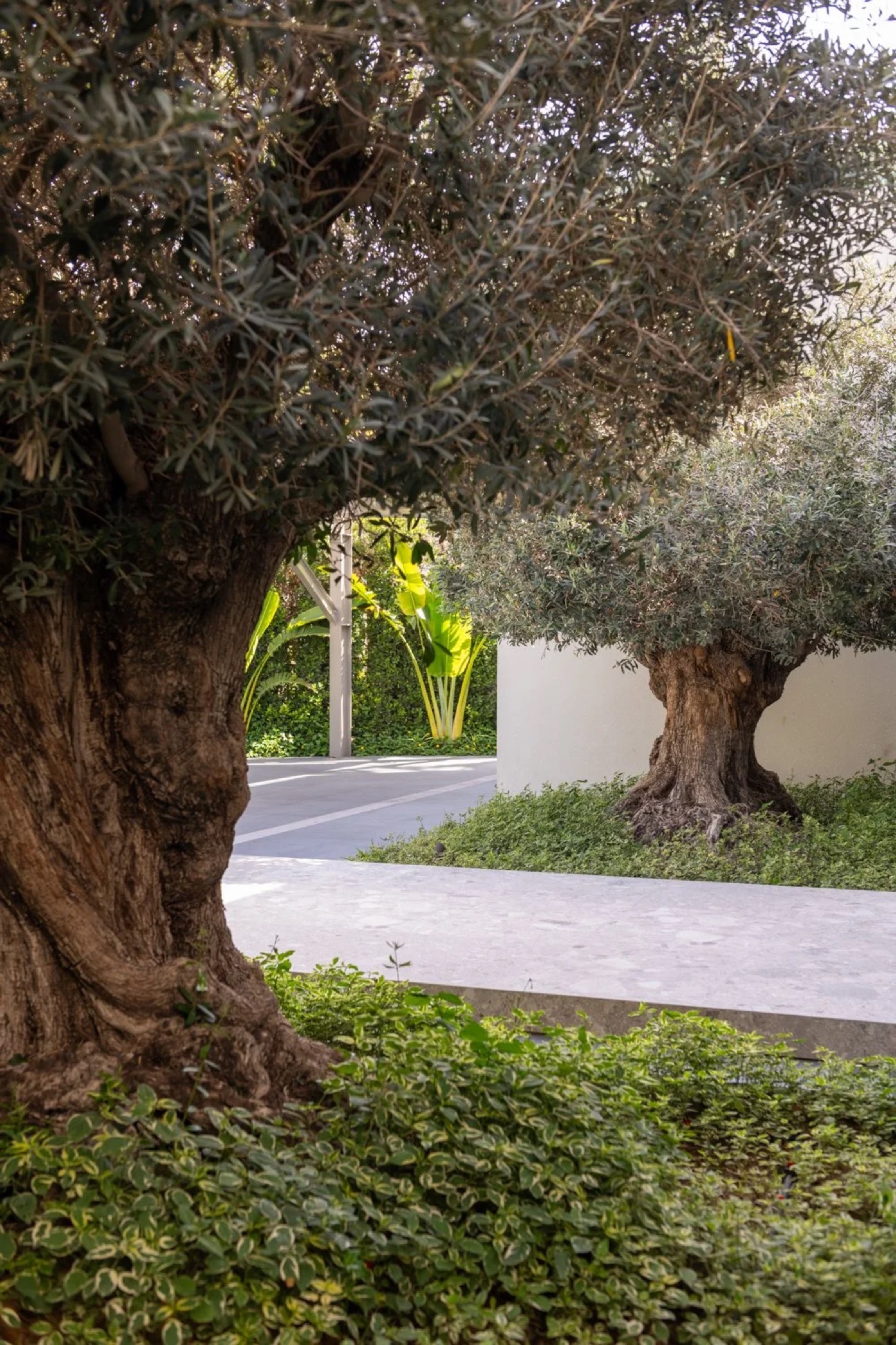 Olive and Stone
