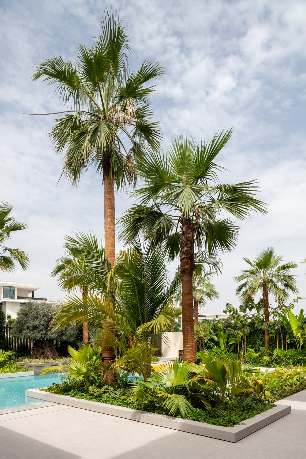 Palm Hills Oasis